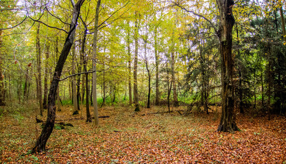  Ein Herbsttag im Wald.