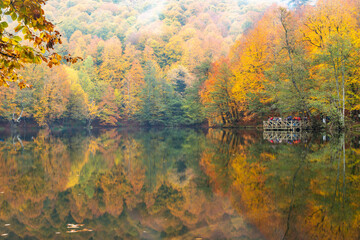 Autumn colors. Colorful fallen leaves in the lake. Magnificent landscape. Natonial Park. Yedigoller. Bolu, Istanbul, Turkey.