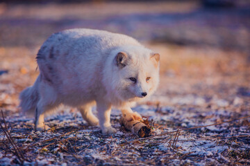 Arctic fox plays with a stick outdoors in November