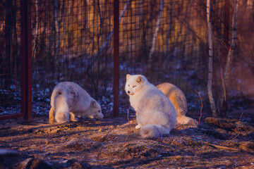 white foxes sit on the first snow in the reserve in November