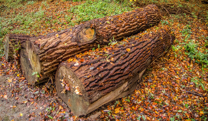  Ein Herbsttag im Wald.