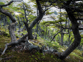 tree in the forest