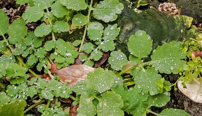  Ein Herbsttag im Wald.