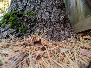 moss on tree trunk