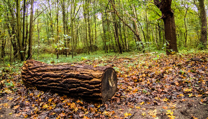  Ein Herbsttag im Wald.