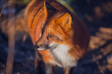 Fototapeta premium Beautiful red fox in November close-up in nature