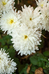 Flores de jardín blancas