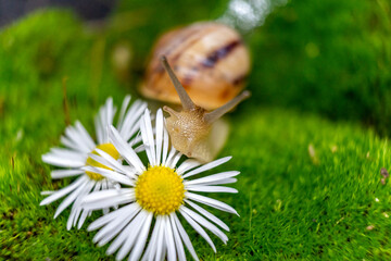 snail on camomile