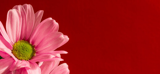 pink gerber flower on pink background