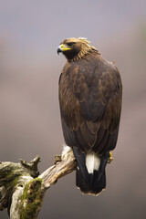 Impressive golden eagle, aquila chrysaetos, sitting on a branch in vertical composition from rear view. Brown bird of prey with sharp beak turning around over shoulder.