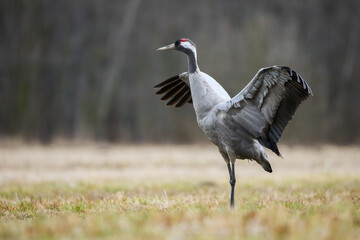 Common crane, grus grus, landing on a meadow with yellow grass in autumn nature. Wild bird with grey plumage spreading wings and dancing on hay field with blurred forest in background and copy space.