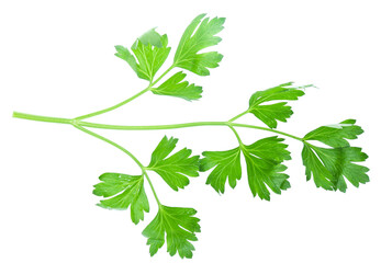 Parsley herb isolated on white background