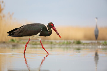 Black stork, ciconia nigra, wading in water looking down and hunting for a fish with copy space. Large bird with dark plumage going in swamp with yellow dry reed in background.