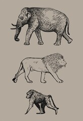 Set of african animals