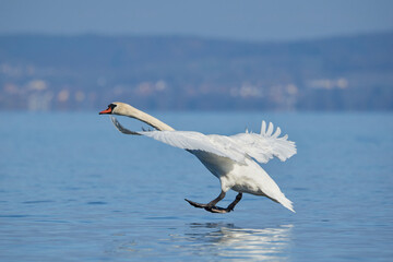 Fototapeta na wymiar Swan before landing in water