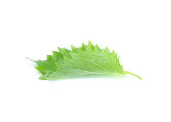 sesame leaves or perilla leaf isolated on white background