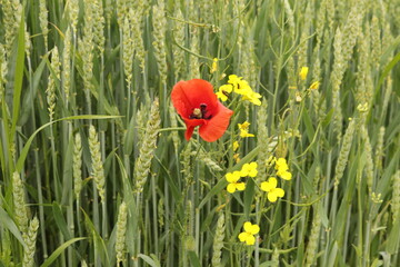 Beautiful flowers of a field poppy among ripening grain
