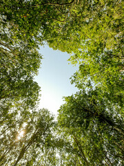 trees in the forest