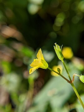 common yellow flower