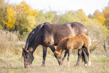 Fototapeta premium beautiful brown horse grazes in the meadow with its foal on a sunny day