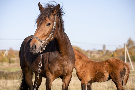beautiful brown horse with its foal in a field on a sunny day