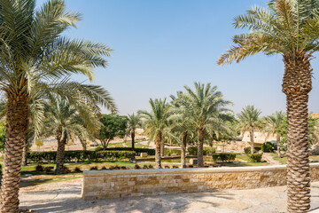 Fototapeta na wymiar Green palm trees growing in the park in the Ruins of Diraiyah, also as Dereyeh and Dariyya, a old town in Riyadh, Saudi Arabia