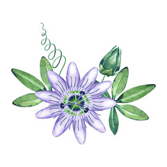 Watercolor passiflora in bloom. Passion flower and leaves isolated on white. Hand drawn illustration of purple blossom. Botanical element for packaging, logo, label design. - obrazy, fototapety, plakaty