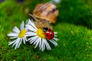 ladybug on a camomile