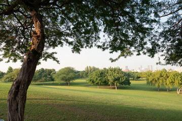 tree in the park