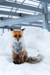 Lonely wild sad red fox sits in the snow on the background of gray metal structures