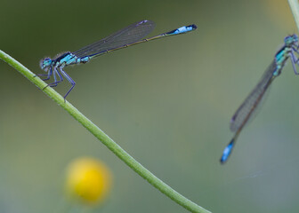 Blaue Azurjungfer, Makro