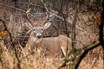 Naklejka na ściany i meble I caught this White Tail Buck still bedded down early on a foggy morning in Central Kansas.