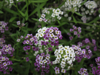 Beautiful  Alyssum flower in garden with green background.  Closeup of white and purple  Alyssum in summer.