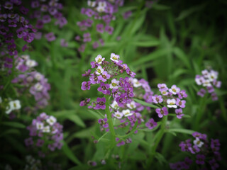 Closeup of  purple  Alyssum  flowers with blurred background. Beautiful flower.