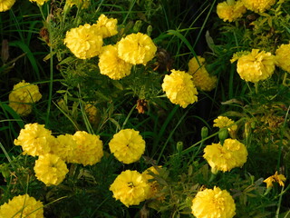 Mexican or African marigold, or Tagetes erecta, yellow flowers, in a garden, in Attica, Greece