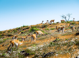 deer in the wild Meadows and mountains of Patagonia in Chile 