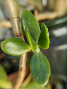 succulents plant