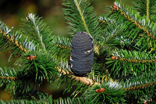Firs tree known as Abies balsamea or balsam fir,Firs are a genus of 48–56 species of evergreen coniferous trees in the family Pinaceae.