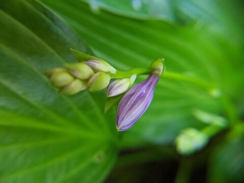 plantain lily flower bud
