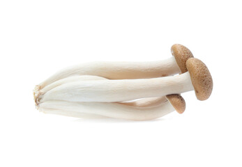 brown beech mushroom or Shimeji mushroom on white background