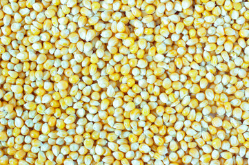 Image flat lay pile pattern corn kernrls is a grains agriculture nutritious food can be used as background image.