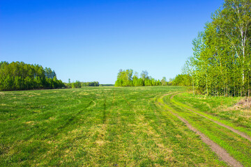 Fototapeta na wymiar landscape with green grass and trees