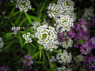 Close up of Bunch of a tiny white and violet Alyssum (Alyssum montanum) flowers on green background.