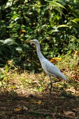 Fototapeta premium White Heron in the grass, India