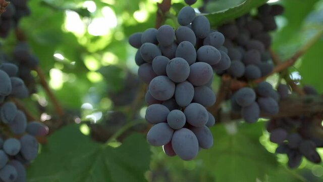 Bunches of black grapes close up. Slow motion