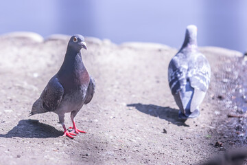 Two Pigeons Stood in the Sun at a Park Pond