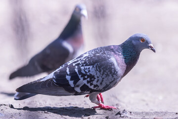Two Dove Pigeons on Gravel in Bright Sunlight Through a Fence