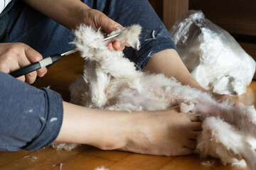 The woman is cutting a dog's hair at home with immature skills.