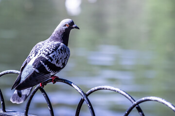 Pigeon perched on metal fence with harsh shadow