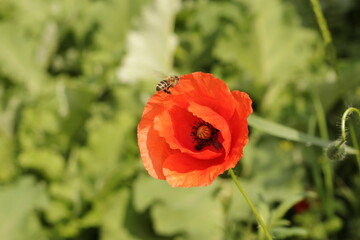 Beautiful flowers of a field poppy among ripening grain
